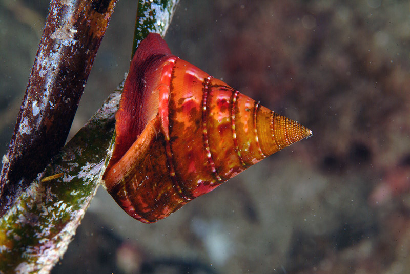 Calliostoma conulus